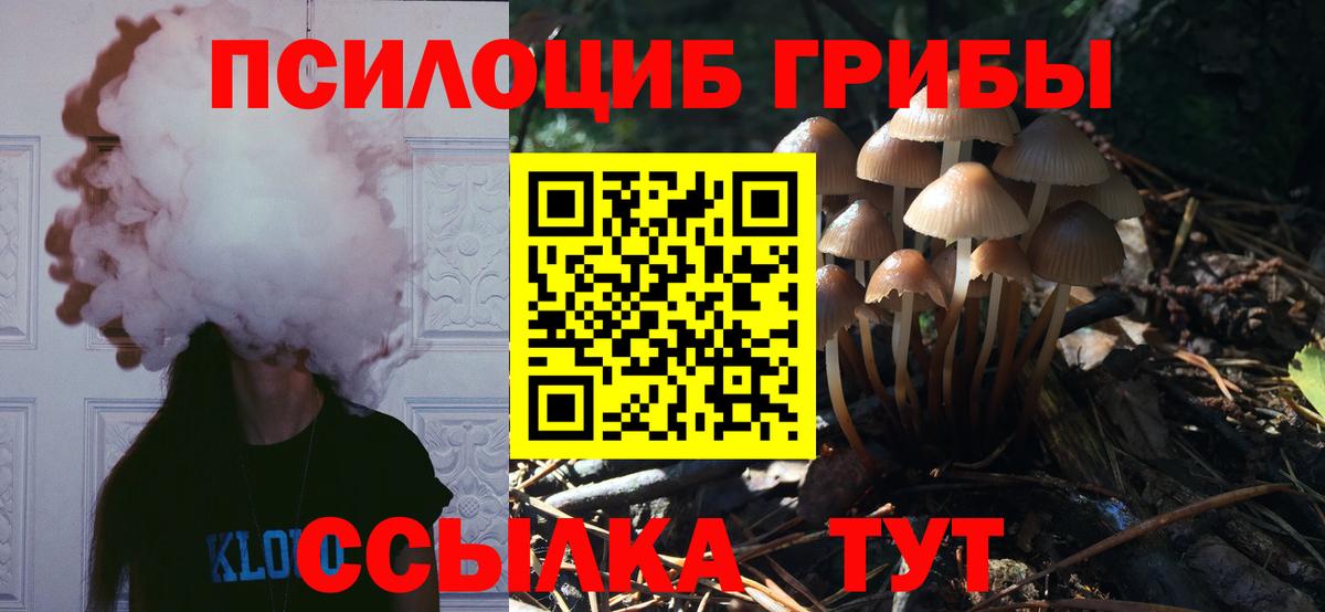 Галлюциногенные грибы прущие грибы  где найти   Отрадный  Галлюциногенные грибы Psilocybine cubensis  Вход с VPN 